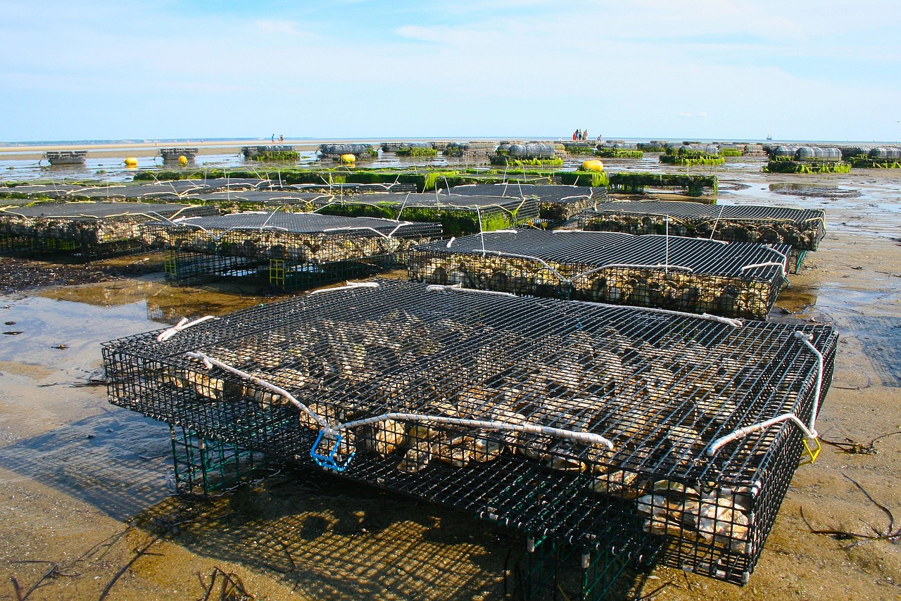 oyster_farm